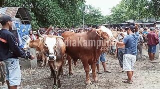 Jelang Idul Fitri 1444 H, Penjualan Ternak Sapi Di Rogojampi Naik 15 Persen