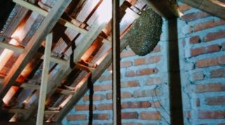 Pos Damkar Sektor Srono Banyuwangi, Evakuasi Sarang Tawon Pada Atas Plavon Rumah di Tembokrejo damkar evakuasi sarang tawon vespa di atap rumah