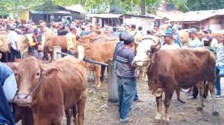 Dua Pekan Jelang Idul Adha 2023, Penjualan Ternak di Pasar Hewan Rogojampi Masih Stabil