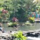 Wisata Pemandian Alam Jopuro, Banyuwangi