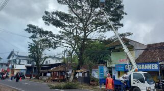 Perempesan pohon di jalan provinsi