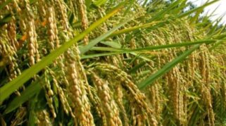 Padi varietas unggul