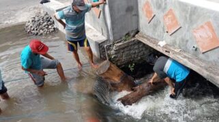 Korsda Pengairan Rogojampi,