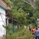 pohon tumbang di gladag