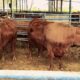 rencana Impor daging sapi dari brazil