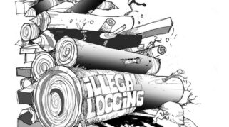 Penemuan Kayu Jati diduga hasil Ilegal di Banyuwangi