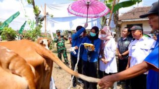 Program SMS Pisan Bantu Tingkatkan Produktivitas Sapi di Banyuwangi