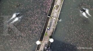 KKP: Mayoritas Pakan Ikan Masih Impor