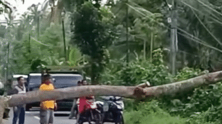 Pohon Tumbang Hantam Kabel Induk PLN di Jalan Raya Gelondong, Banyuwangi Menjelang Buka Puasa Ramadhan 2024