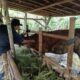 Pemkab Banyuwangi Jalankan Program SMS PISAN
