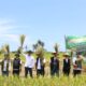 Panen raya Program Mitra Tani Bulog di Banyuwangi.
