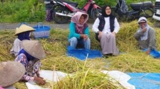 Program Ipuk Fiestiandani untuk Petani Banyuwangi Menuai Pujian dan Harapan untuk Dilanjutkan Foto menunjukkan Bupati Banyuwangi, Ipuk Fiestiandani, sedang berbincang dengan para petani di tengah lahan pertanian.