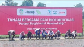 Sejumlah orang, termasuk perwakilan Danone Aqua, sedang menanam bibit padi Biofortifikasi di Desa Benelan Kidul, Banyuwangi.