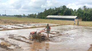 Seorang Babinsa sedang membantu petani membajak sawah dengan menggunakan traktor.