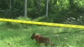Polresta Banyuwangi Kerahkan Anjing Pelacak Ungkap Kasus Kekerasan Seksual di Kalibaru Seekor anjing pelacak sedang bekerja di sebuah lokasi dengan didampingi petugas kepolisian.