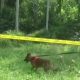 Seekor anjing pelacak sedang bekerja di sebuah lokasi dengan didampingi petugas kepolisian.