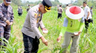 Kapolresta Banyuwangi, Kombes Pol Rama Samtama Putra, bersama Forkopimda dan pelajar, memberikan pupuk pada tanaman jagung di lahan SMA Taruna Bhayangkara.