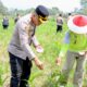 Kapolresta Banyuwangi, Kombes Pol Rama Samtama Putra, bersama Forkopimda dan pelajar, memberikan pupuk pada tanaman jagung di lahan SMA Taruna Bhayangkara.