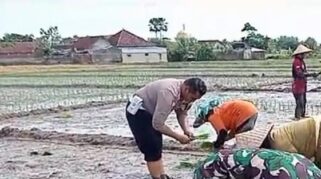 Bhabinkamtibmas dan Babinsa bercocok tanam bersama petani.