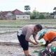 Bhabinkamtibmas dan Babinsa bercocok tanam bersama petani.