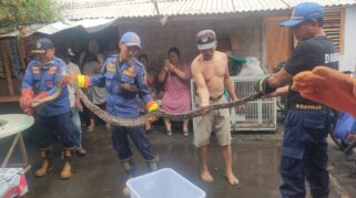 Petugas Damkar evakuasi ular phyton.