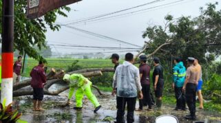 Polisi evakuasi pohon tumbang di Banyuwangi.