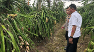 Lokasi di Temukannya Remaja Banyuwangi Tewas di Kebun Buah Naga.