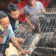 Binturong yang dievakuasi Damkar Banyuwangi