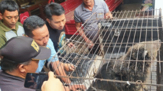 Binturong yang dievakuasi Damkar Banyuwangi