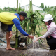 Petani sedang mengoperasikan pompa air listrik program pompanisasi PLN UID Jawa Timur