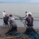 Nelayan Banyuwangi menarik jaring di pantai