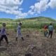 Petani hutan memeriksa tanaman jagung di lahan pertanian Banyuwangi