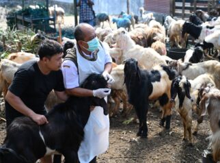 Dispertan Banyuwangi lakukan Pemeriksaan Kesehatan Hewan Kurban