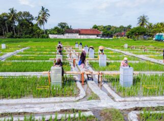 Banyuwangi Jadi Pelopor Ekosistem Beras Biofortifikasi Terintegrasi di Indonesia