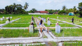 Banyuwangi Jadi Pelopor Ekosistem Beras Biofortifikasi Terintegrasi di Indonesia