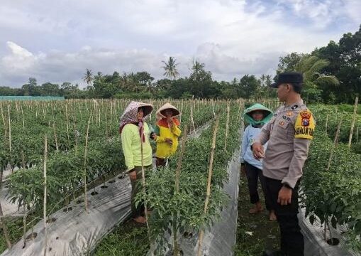 Bhabinkamtibmas Cluring Dukung Ketahanan Pangan Lewat Pendampingan Budidaya Cabai