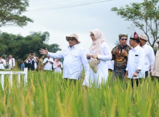 Panen Raya padi biofortifikasi di Desa Alas Malang, Kecamatan Singojuruh