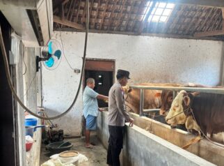Polresta Banyuwangi Dorong Ketahanan Pangan Lewat Peternakan Sapi Warga Desa