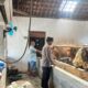 Polresta Banyuwangi Dorong Ketahanan Pangan Lewat Peternakan Sapi Warga Desa