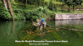 Mata Air Mudal Wonosobo: Pesona Kolam Alami Bening dan Gratis Kolam alami Mata Air Mudal Wonosobo dengan air jernih dan ikan koi yang berenang di dalamnya.