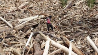 KLH mencabut izin delapan perusahaan terkait banjir dan longsor di Sumatra