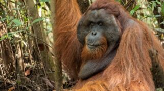 Kerusakan hutan Batang Toru dan ancaman punah orangutan Tapanuli.