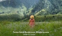 Pemandangan savana hijau di Taman Galuh Bondowoso