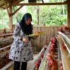 Peternakan ayam petelur Desa Pakel Banyuwangi
