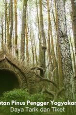 Panorama Hutan Pinus Pengger Yogyakarta