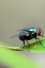 aroma yang dibenci lalat dari tanaman lavender