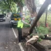 Kondisi dahan pohon yang menimpa pengendara motor di Banyuwangi