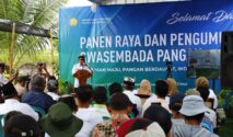 Panen raya padi di Kabupaten Banyuwangi