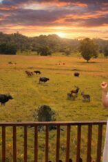 Padang savana taman nasional alas purwo