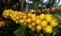 Kopi Arabika Yellow Caturra Banyuwangi